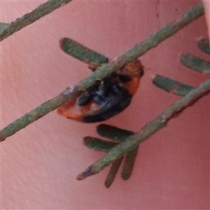 Cryptolaemus montrouzieri at Bungendore, NSW - suppressed