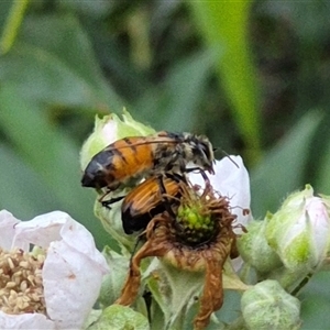 Apis mellifera at Bungendore, NSW - suppressed