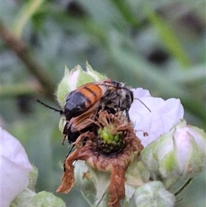 Apis mellifera at Bungendore, NSW - suppressed