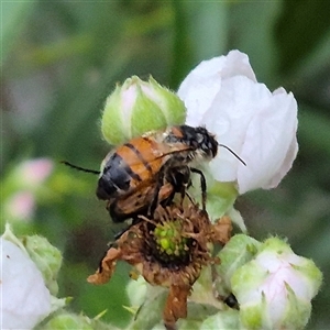 Apis mellifera at Bungendore, NSW - suppressed