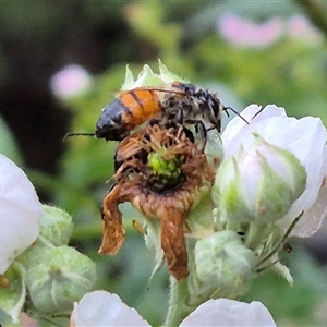 Apis mellifera at Bungendore, NSW - suppressed