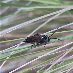 Crabroninae (subfamily) (Unidentified solitary wasp) at Bungendore, NSW - 29 Nov 2024 by clarehoneydove