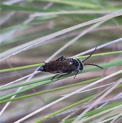 Crabroninae (subfamily) (Unidentified solitary wasp) at Bungendore, NSW - 29 Nov 2024 by clarehoneydove