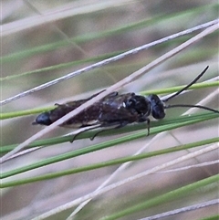 Crabroninae (subfamily) at Bungendore, NSW - suppressed