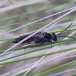 Crabroninae (subfamily) at Bungendore, NSW - 29 Nov 2024