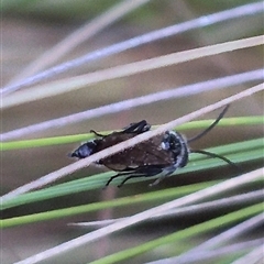 Crabroninae (subfamily) at Bungendore, NSW - 29 Nov 2024