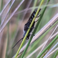 Crabroninae (subfamily) at Bungendore, NSW - suppressed