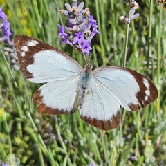 Appias paulina at Braidwood, NSW - 24 Dec 2024 by MatthewFrawley