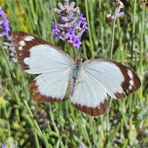 Appias paulina at Braidwood, NSW - 25 Dec 2024 09:57 AM