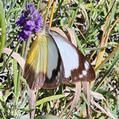 Appias paulina at Braidwood, NSW - 25 Dec 2024