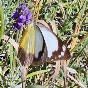 Appias paulina at Braidwood, NSW - 25 Dec 2024 09:57 AM