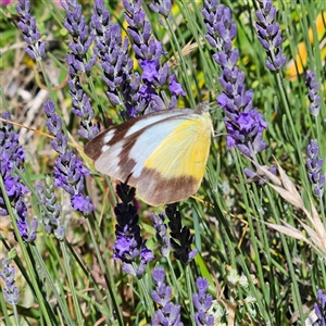 Appias paulina at Braidwood, NSW - 25 Dec 2024 09:57 AM