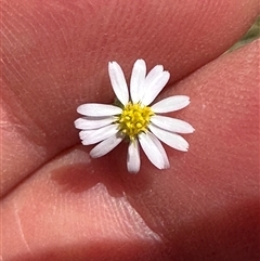 Vittadinia muelleri (Narrow-leafed New Holland Daisy) at Cook, ACT - 25 Dec 2024 by lbradley