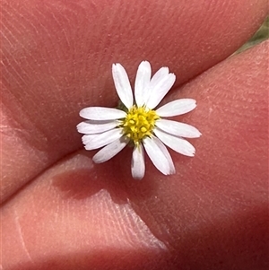 Vittadinia muelleri (Narrow-leafed New Holland Daisy) at Cook, ACT by lbradley