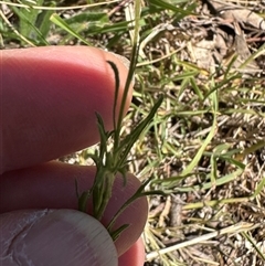 Vittadinia muelleri at Cook, ACT - 25 Dec 2024