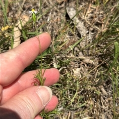 Vittadinia muelleri at Cook, ACT - 25 Dec 2024