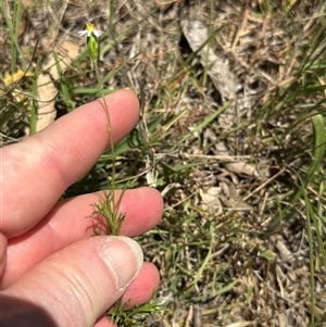 Vittadinia muelleri at Cook, ACT - 25 Dec 2024 12:52 PM