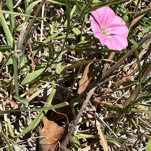 Convolvulus angustissimus subsp. angustissimus (Australian Bindweed) at Cook, ACT by lbradley