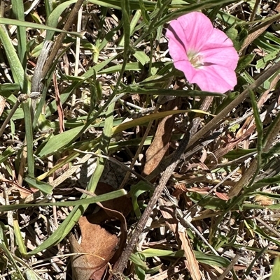 Convolvulus angustissimus subsp. angustissimus (Australian Bindweed) at Cook, ACT - 25 Dec 2024 by lbradley