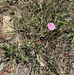 Convolvulus angustissimus subsp. angustissimus at Cook, ACT - 25 Dec 2024