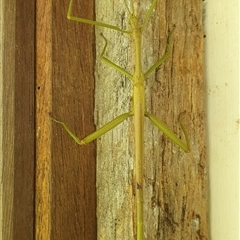 Unidentified Stick insect (Phasmatodea) at Tullymorgan, NSW - 25 Dec 2024 by Topwood