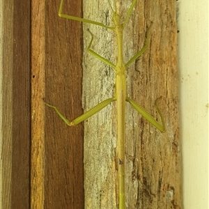 Unidentified Stick insect (Phasmatodea) at Tullymorgan, NSW by Topwood