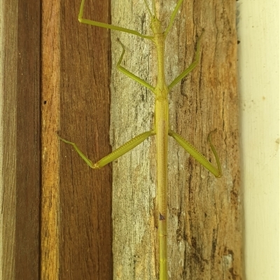 Unverified Stick insect (Phasmatodea) at Tullymorgan, NSW - 25 Dec 2024 by Topwood