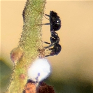 Formicidae (family) at Campbell, ACT - 24 Dec 2024 01:34 PM