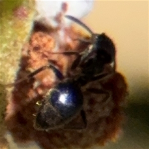 Formicidae (family) at Campbell, ACT - 24 Dec 2024 01:34 PM