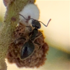 Formicidae (family) at Campbell, ACT - 24 Dec 2024