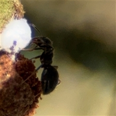 Formicidae (family) at Campbell, ACT - 24 Dec 2024 01:34 PM