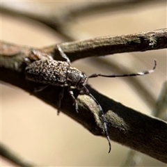 Ancita sp. (genus) (Longicorn or longhorn beetle) at Campbell, ACT - 24 Dec 2024 by Hejor1