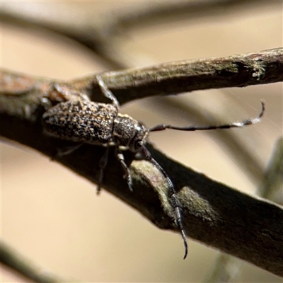 Ancita sp. (genus) (Longicorn or longhorn beetle) at Campbell, ACT - 24 Dec 2024 by Hejor1