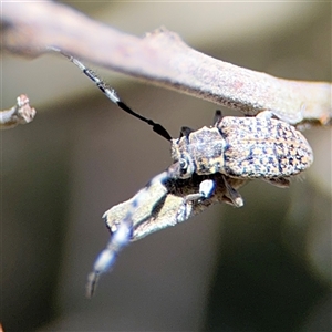 Ancita sp. (genus) at Campbell, ACT - 24 Dec 2024 01:33 PM