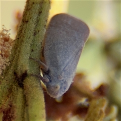 Anzora unicolor (Grey Planthopper) at Campbell, ACT - 24 Dec 2024 by Hejor1