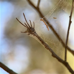 Segestriidae sp (family) (Tube Dwelling Spider) at Campbell, ACT - 24 Dec 2024 by Hejor1