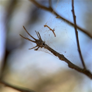 Segestriidae sp (family) at Campbell, ACT - 24 Dec 2024