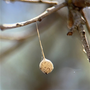 Tamopsis sp. (genus) (Two-tailed spider) at Campbell, ACT by Hejor1