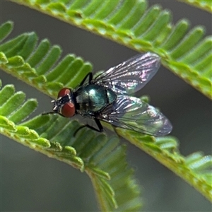 Lucilia sp. (genus) at Campbell, ACT - 24 Dec 2024