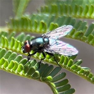 Lucilia sp. (genus) at Campbell, ACT - 24 Dec 2024