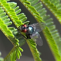 Lucilia sp. (genus) at Campbell, ACT - 24 Dec 2024