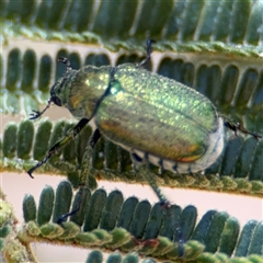 Diphucephala sp. (genus) (Green Scarab Beetle) at Campbell, ACT - 24 Dec 2024 by Hejor1