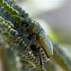 Diphucephala sp. (genus) at Campbell, ACT - 24 Dec 2024