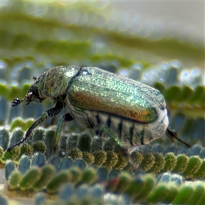 Diphucephala sp. (genus) at Campbell, ACT - 24 Dec 2024