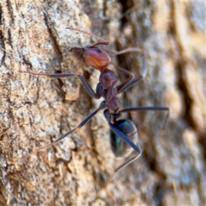 Iridomyrmex purpureus at Campbell, ACT - 24 Dec 2024 01:43 PM