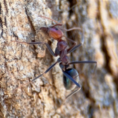 Iridomyrmex purpureus (Meat Ant) at Campbell, ACT - 24 Dec 2024 by Hejor1