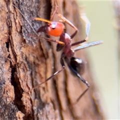 Iridomyrmex purpureus at Campbell, ACT - 24 Dec 2024 01:43 PM