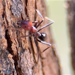 Iridomyrmex purpureus at Campbell, ACT - 24 Dec 2024 01:43 PM