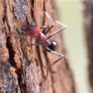 Iridomyrmex purpureus at Campbell, ACT - 24 Dec 2024