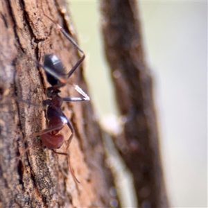 Iridomyrmex purpureus at Campbell, ACT - 24 Dec 2024